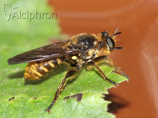 Choerades fimbriata