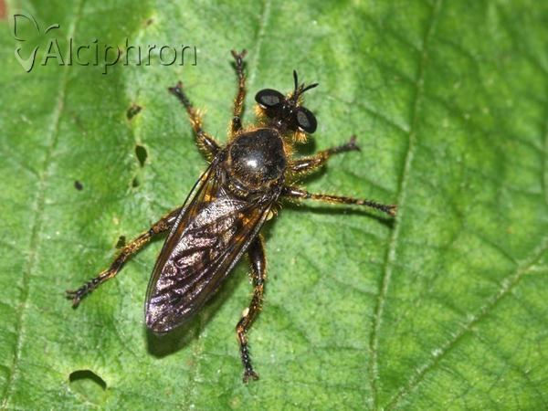 Choerades fimbriata