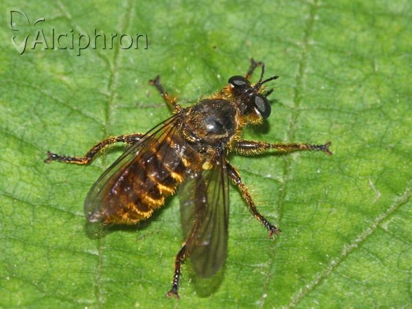 Choerades fimbriata