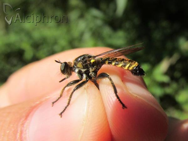 Choerades fimbriata