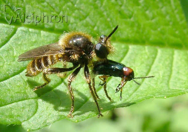 Choerades fuliginosa