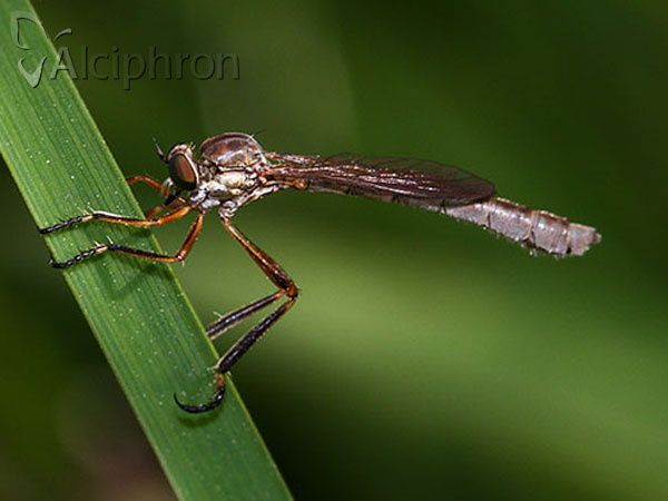 Leptogaster cylindrica