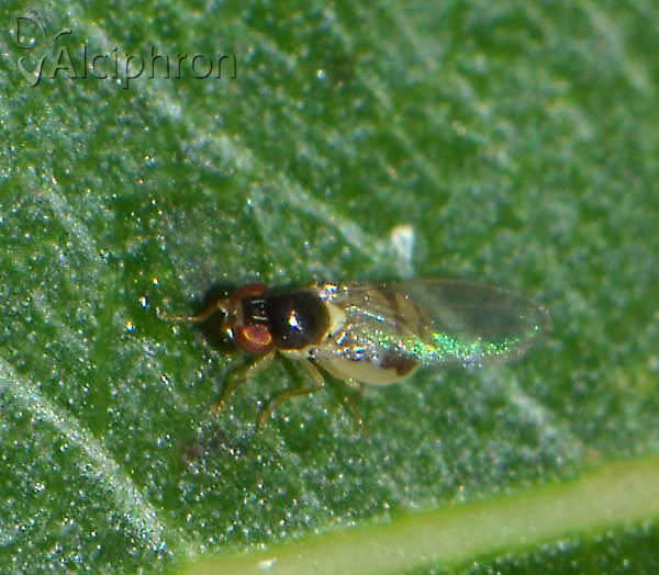 Asteia amoena