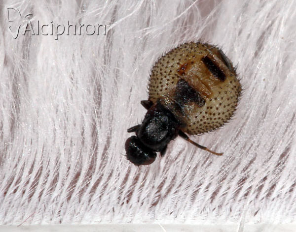 Carnus hemapterus