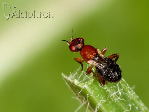 Elachiptera brevipennis