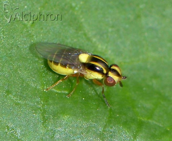 Thaumatomyia glabra