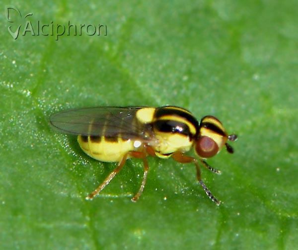 Thaumatomyia glabra