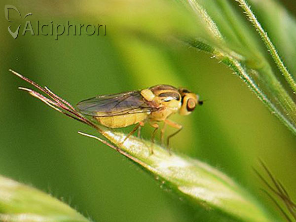 Thaumatomyia notata