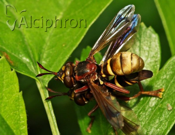 Conops vesicularis