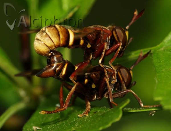 Conops vesicularis