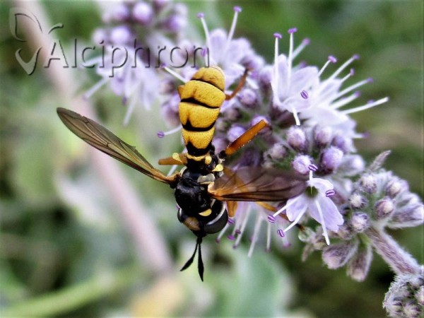 Conops vitellinus