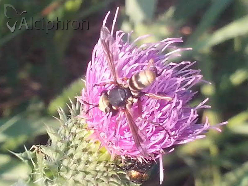 Physocephala vittata