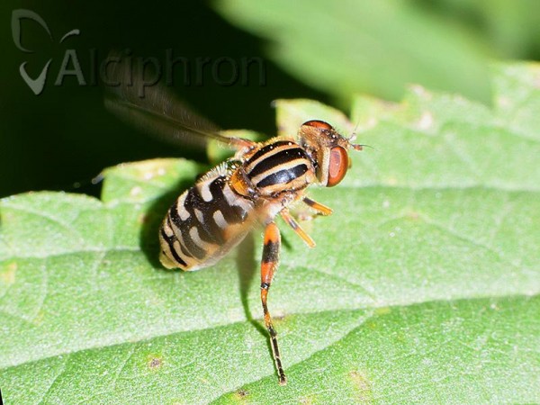 Anasimyia lineata