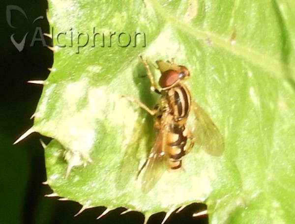 Anasimyia lineata