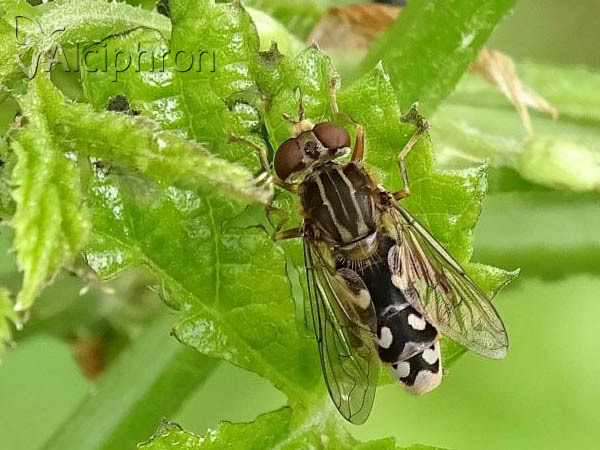 Anasimyia transfuga