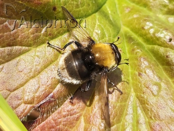 Arctophila bequaerti