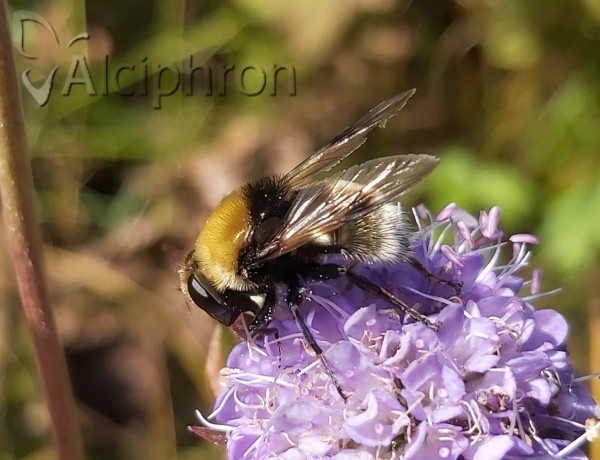 Arctophila bequaerti