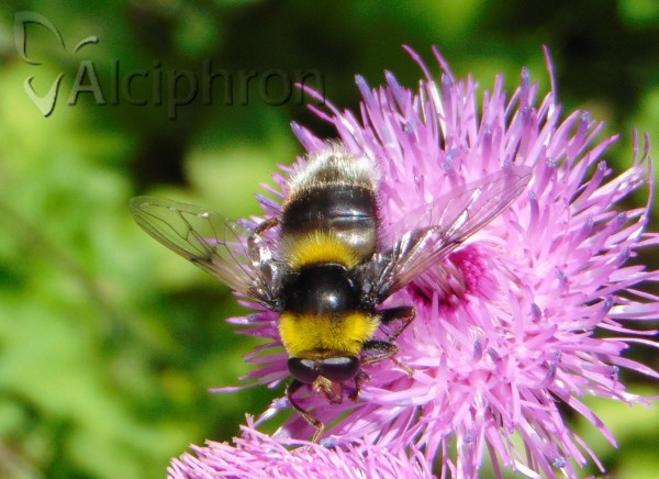 Arctophila bombiforme
