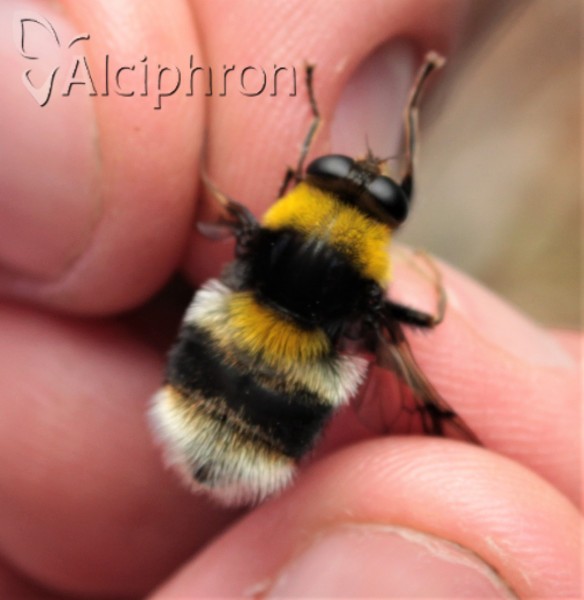 Arctophila bombiforme