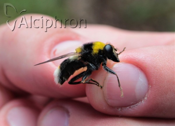 Arctophila bombiforme