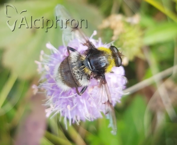 Arctophila bombiforme