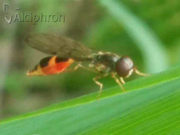 Baccha elongata