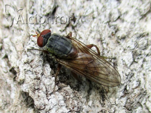 Brachyopa bicolor