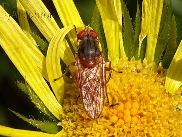 Brachyopa maculipennis