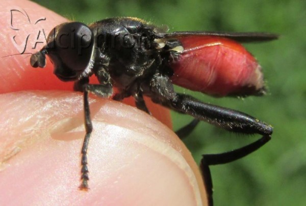 Brachypalpoides lentus