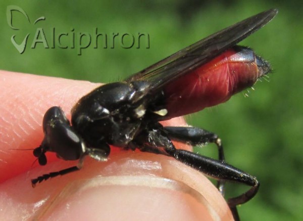 Brachypalpoides lentus