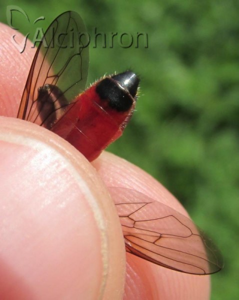 Brachypalpoides lentus