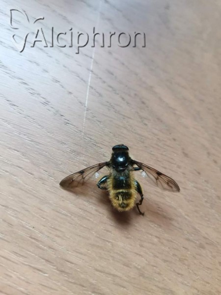 Brachypalpus chrysites