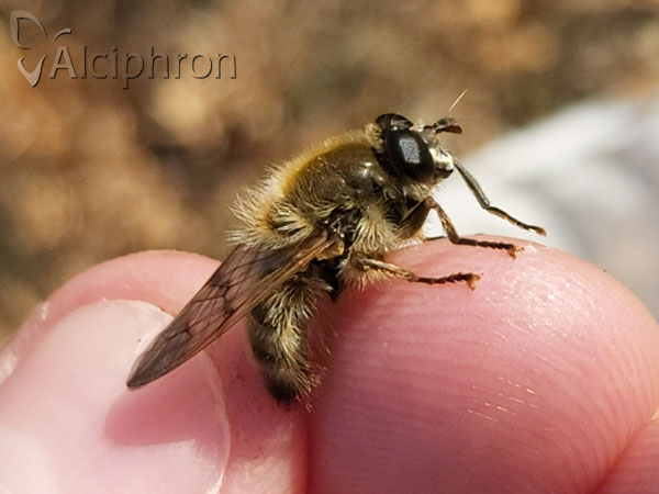Brachypalpus valgus