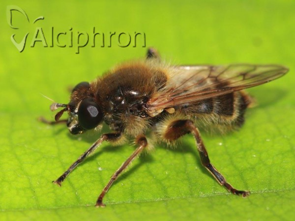 Brachypalpus valgus