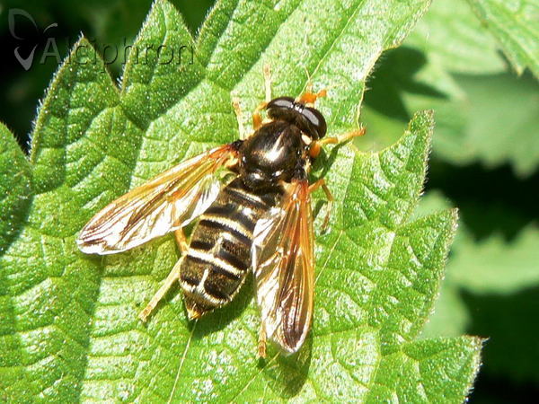 Caliprobola speciosa