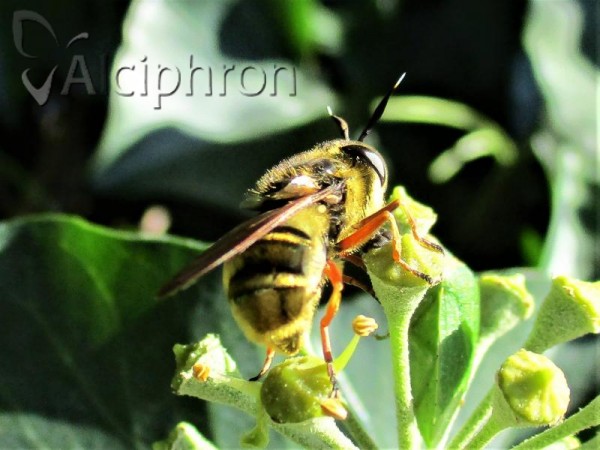 Callicera spinolae