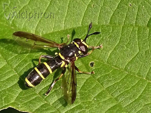 Ceriana conopsoides