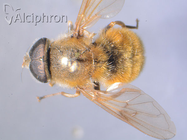Cheilosia chrysocoma