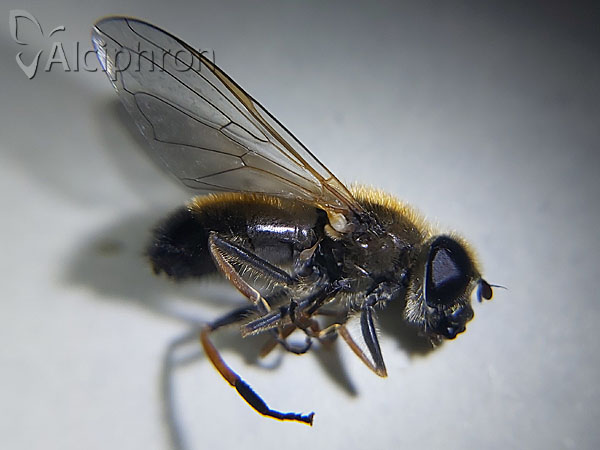 Cheilosia grossa