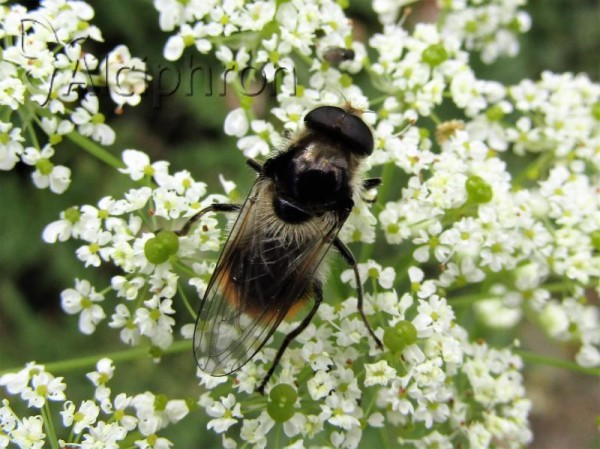 Cheilosia illustrata