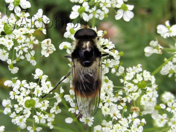 Cheilosia illustrata