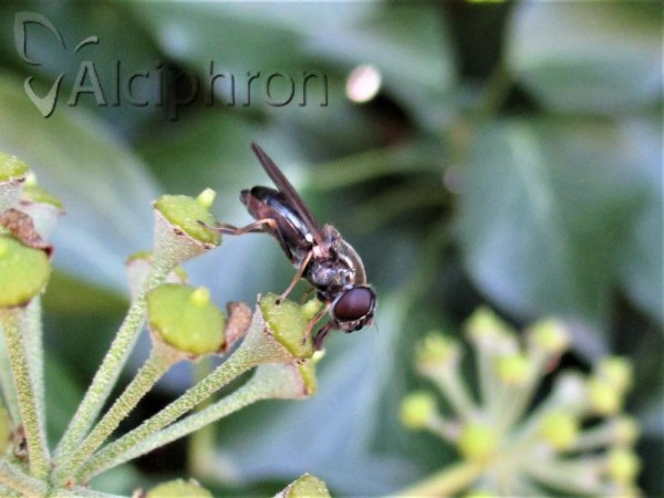 Cheilosia scutellata
