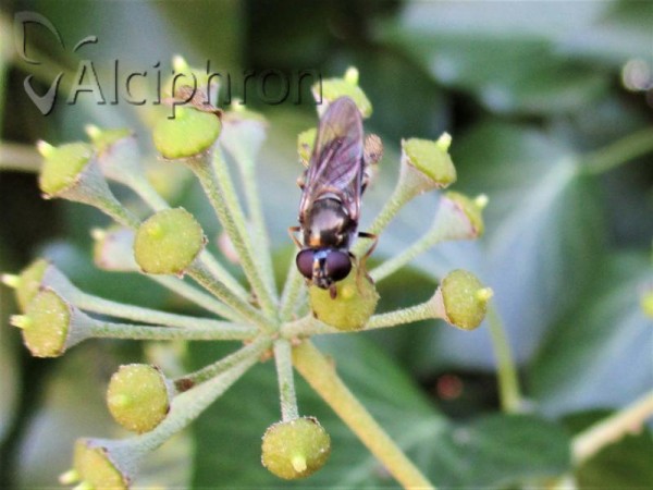 Cheilosia scutellata