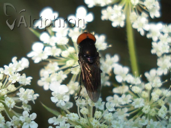 Chrysogaster solstitialis