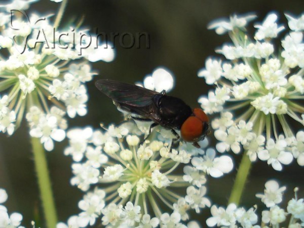 Chrysogaster solstitialis