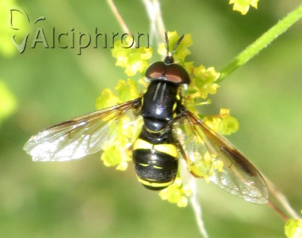 Chrysotoxum bicinctum