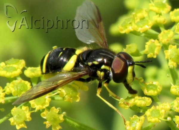 Chrysotoxum bicinctum