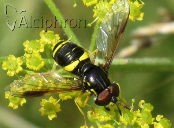 Chrysotoxum bicinctum