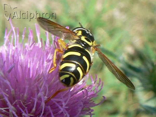 Chrysotoxum elegans