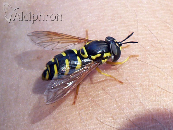 Chrysotoxum festivum